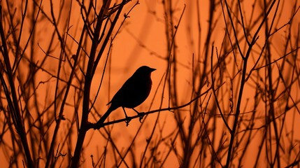 Silhouette of a solitary bird perched on a branch against a vibrant orange sunset sky.