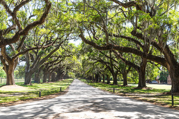 Boone Hall Plantation: Majestic oaks with Spanish moss.