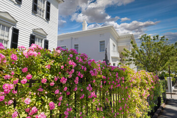 Charleston's historic homes adorned with vibrant pink climbing roses.