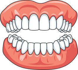 Cartoon Human Teeth Anatomy Illustration Showing Full Upper and Lower Jaws with Healthy Gums, Incisors, Canines, Premolars, Molars © Lutfun Creatives