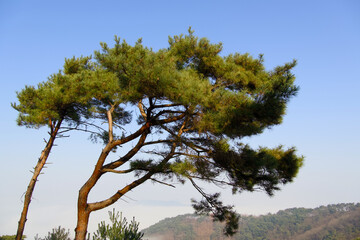 A pine tree grown from the top of the mountain while looking at the clouds flowing in the sea