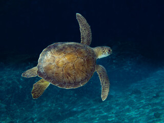 Fototapeta premium Green sea turtle from Cyprus