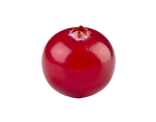 A single ripe red cranberry isolated on a white background.