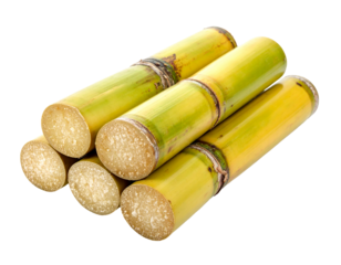 Freshly Cut Sugarcane Stalks Ready for Juicing.