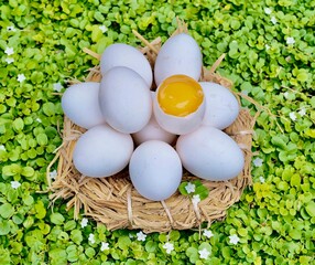 White eggs from specially selected hens from Europe are placed on straw. There are eggs that have had their shells removed in their shells on a green fleld.