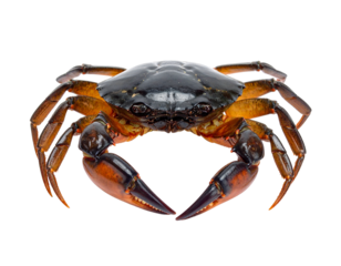 A solitary crab with large claws is displayed against a stark white background.