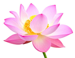 Fototapeta premium Beautiful Pink Lotus Flower Isolated on White Background.