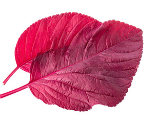 Two Vibrant Red Leaves Isolated on White Background.