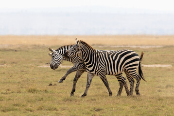 Obraz premium Zebra stallions fighting in Amboseli National Park in Kenya Africa KEN
