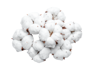 Fluffy White Cotton Bolls Isolated on White Background.