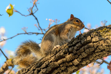 squirrel on a tree