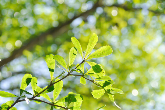 Black afara, combretaceae or Ivory Coast almond or Terminalia ivorensis