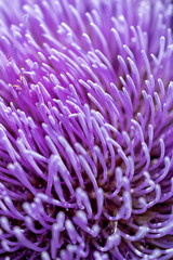 Close-Up of Purple Thistle Flower