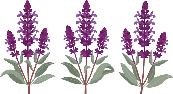 Purple flowering plant illustration