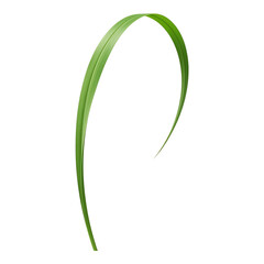 A looping green grass blade isolated on a white background creating an elegant organic swirl for nature inspired design