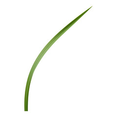 A gently bent green grass blade isolated on a white background representing calm nature and minimal botanical style