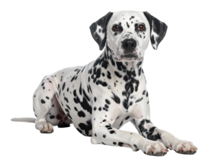 A Dalmatian dog with black spots lying down on a white background.