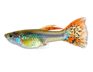 A vibrant male guppy fish with colorful fins and scales swimming in clear water.