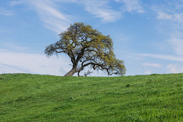 Solitary Tree on a Green Hill