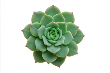 Green succulent plant echeveria rosette on transparent background