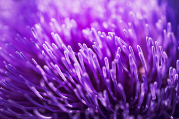 Close-Up of Vibrant Purple Flower Petals