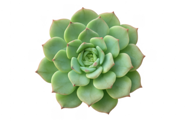 Succulent echeveria plant growing with green leaves