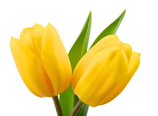 Naklejka premium Two yellow tulips isolated on transparent background