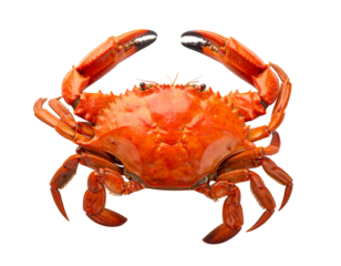 A whole cooked crab with claws raised isolated on a white background.