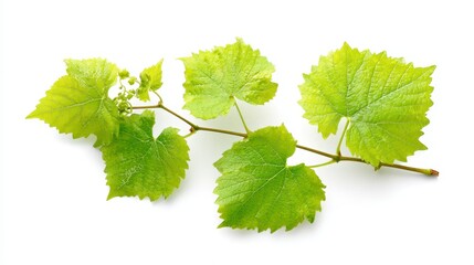 Close-up of a vibrant green vine branch with several leaves and delicate new growth against a white background