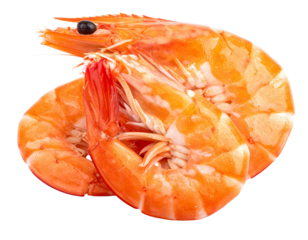 Two cooked shrimp on a white background.