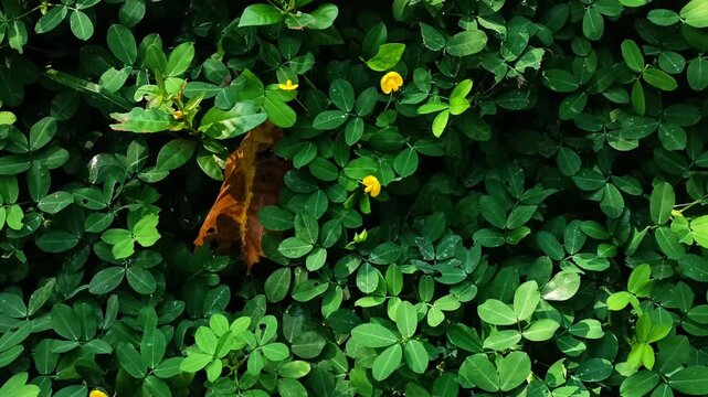 A long-distance view of the Arachis pintoi ground cover plant with green leaves and small yellow flowers. A snapshot of a tropical landscape showing the dense natural ground cover.