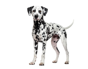 A Dalmatian dog stands proudly on a white background showcasing its unique spotted coat.