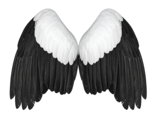 Pair of Majestic Black and White Bird Wings Isolated.
