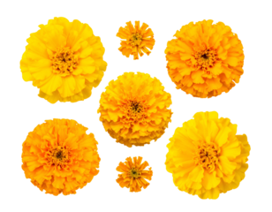 Vibrant golden flowers arranged on a dark background