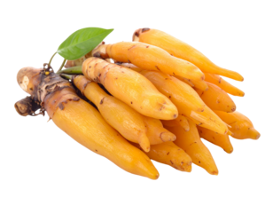 Fresh Fingerroot Vegetables Isolated on White Background.