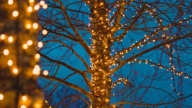 Grosvenor Square Decorative Christmas Tree String Lights, Illuminated Festive Holiday Decorations, Night, Central London, United Kingdom
