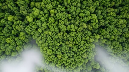 fresh broccoli background
