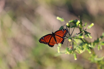 Fototapeta premium Viceroy Butterfly and Bee on Tassel Flowers