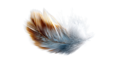 Close up view of a multicolored feather with intricate soft brown and blue barbs gracefully transitioning to fluffy white down suitable for tranquil decorative backgrounds