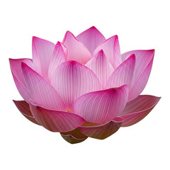 A soft pink lotus flower isolated on a white background representing peace purity and natural floral harmony