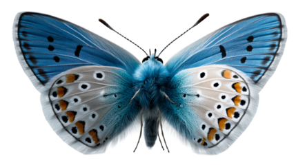 Stunning blue and white butterfly with intricate wing patterns and vibrant orange and black markings captured in highresolution detail, perfect for scientific studies and naturethemed