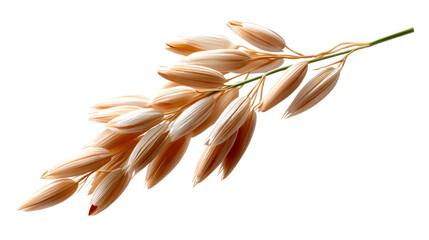 Golden beige oats panicle with individual grains still in their natural husks, perfect for food and agriculture industry marketing materials and health product packaging