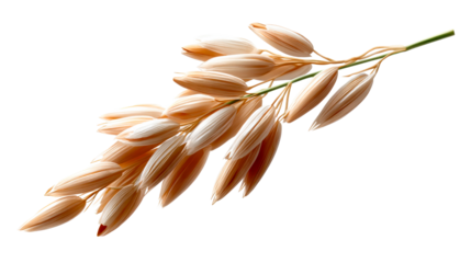 Golden beige oats panicle with individual grains still in their natural husks, perfect for food and agriculture industry marketing materials and health product packaging