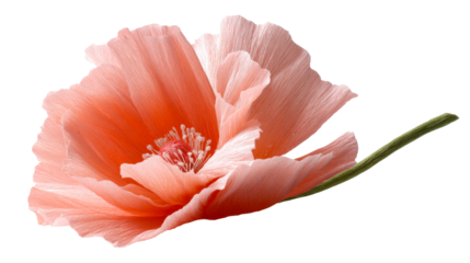 Delicate paper poppy flower in a vibrant coral hue with a textured stem, perfect for celebrations, home decor, crafting projects, or floral arrangements