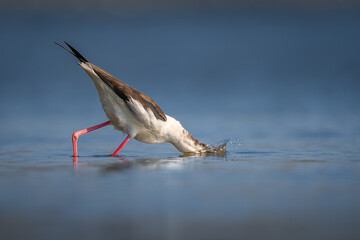 Black‑winged Stilt Himantopus himantopus close‑up foraging action shot splashing water in Taiwan estuary