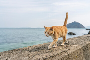 堤防を歩く猫