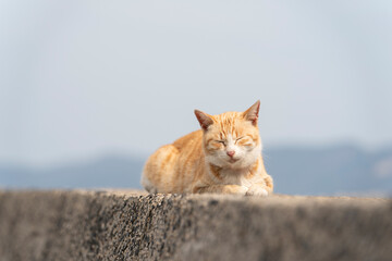 堤防で昼寝する猫