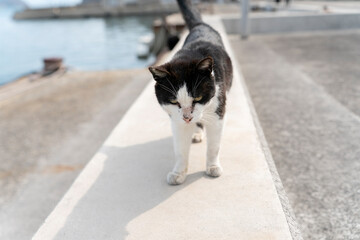 堤防の猫