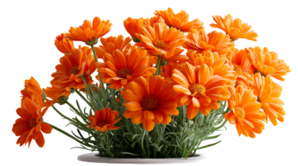 A vibrant bouquet of cheerful orange flowers in a white pot, perfect for adding a touch of natural beauty to home decor, garden themes, or celebratory occasions