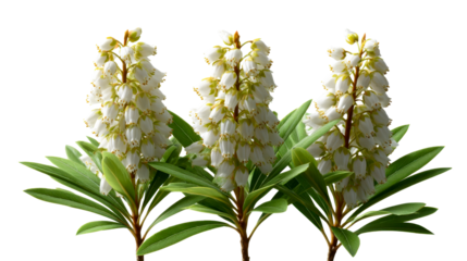 Fresh white bellshaped flowers with vibrant green leaves offer a natural and delicate botanical accent perfect for spring season promotions, home decor inspiration, or gardening related